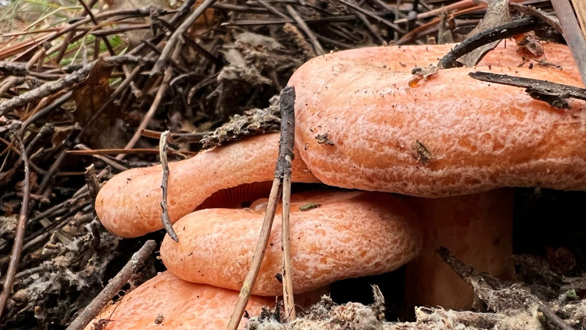 59fc9782-ee0c-4ed1-9f77-d3af1e4e08b7 (1)